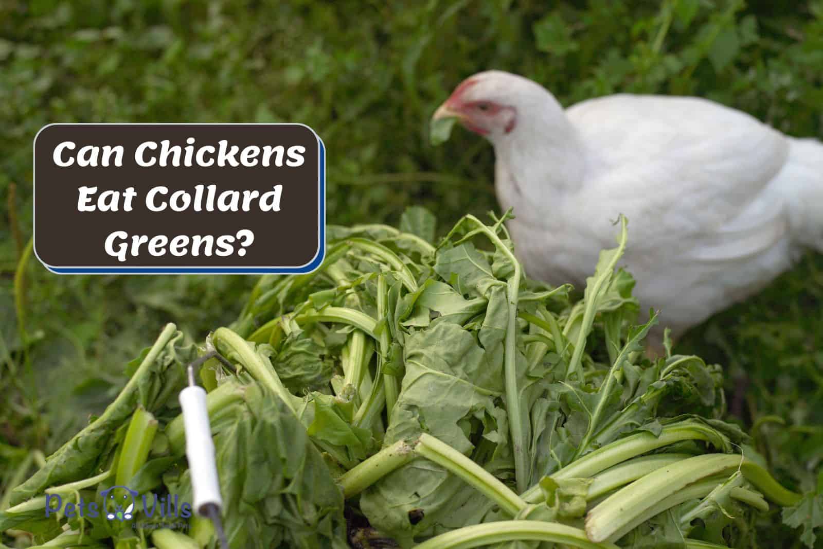 a white chicken eating collards but Can Chickens Eat Collard Greens?
