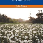field of beautiful dandelions