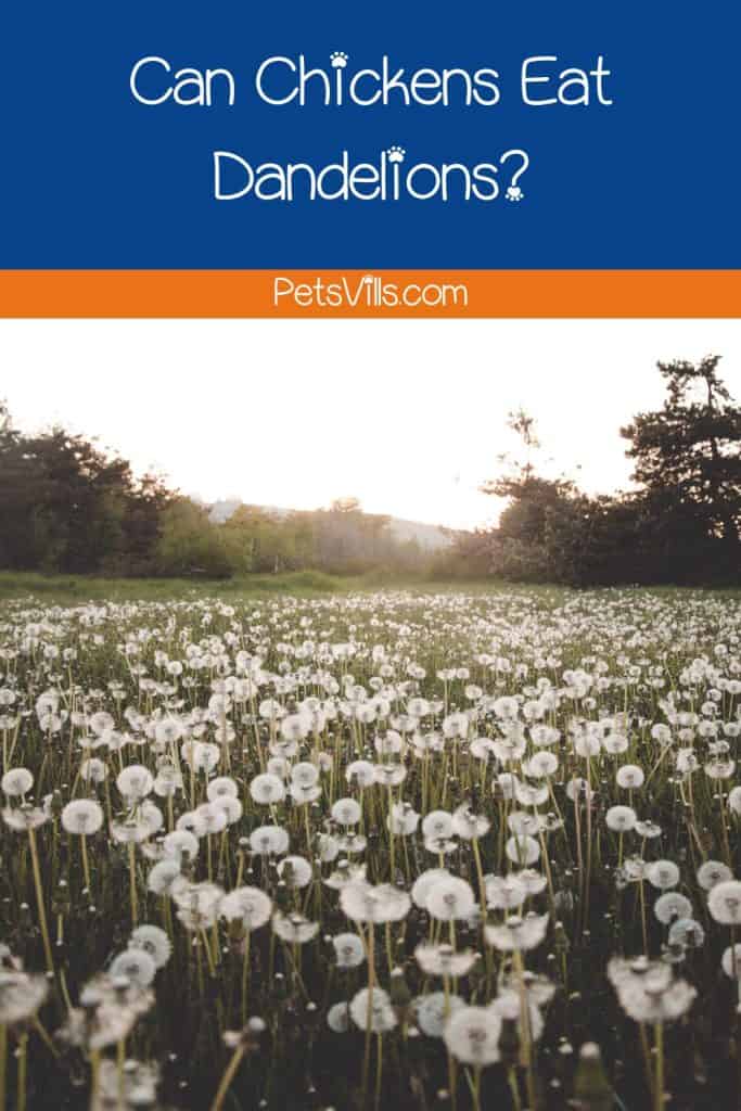 field of beautiful dandelions
