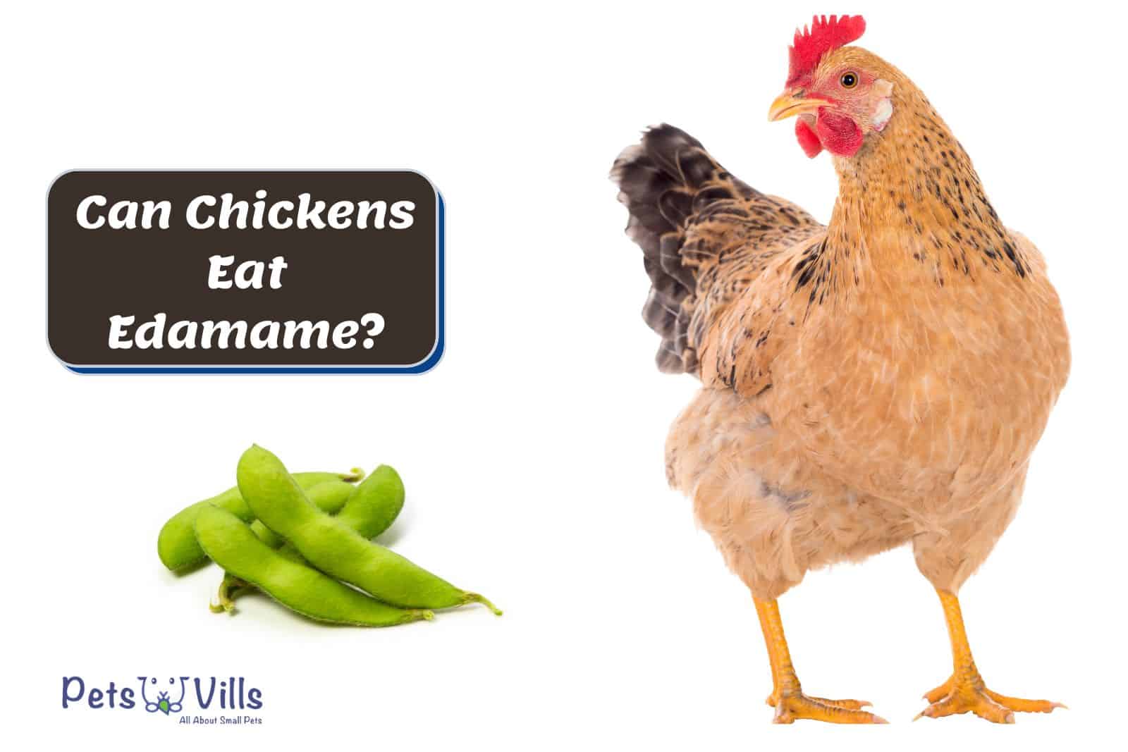 a hen beside edamame but Chickens Eat Edamame?