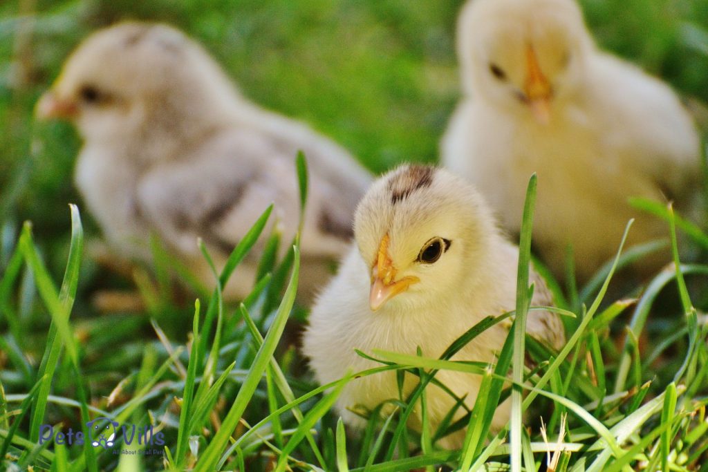 chicks in the grasses