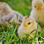 chicks in the grasses