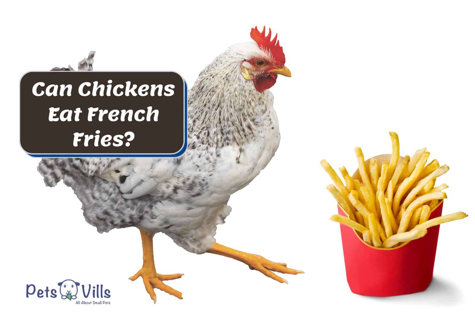 a rooster looking at the fries but Can Chickens Eat French Fries?