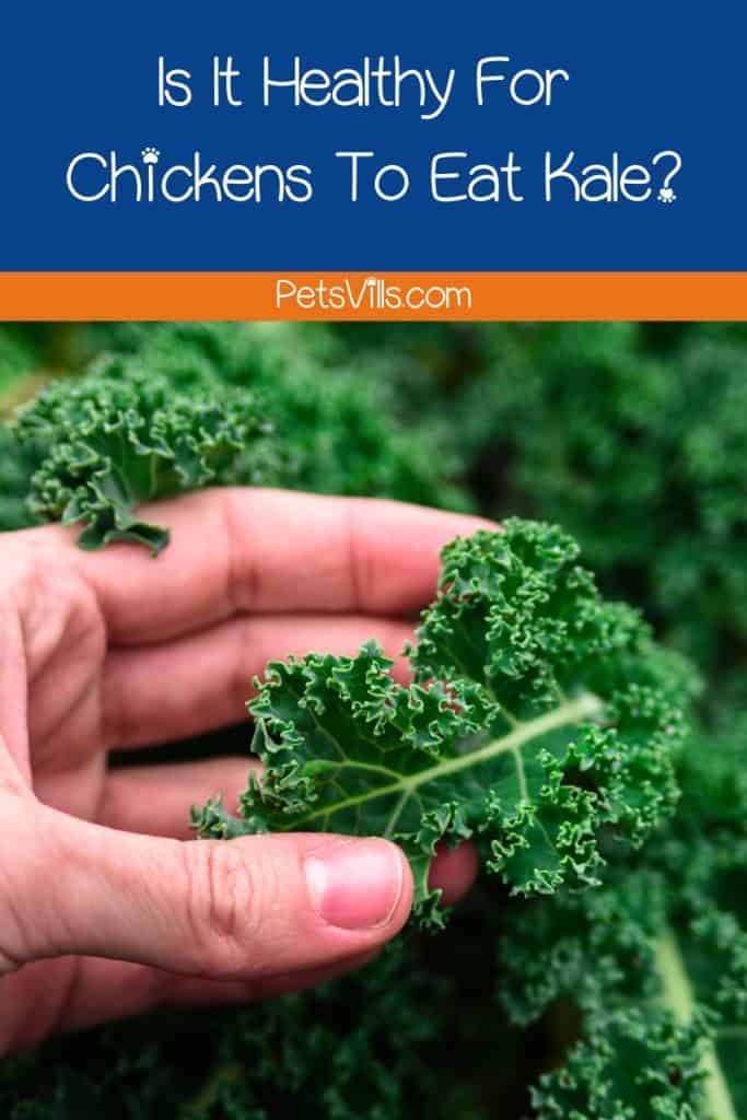hand holding a piece of kale