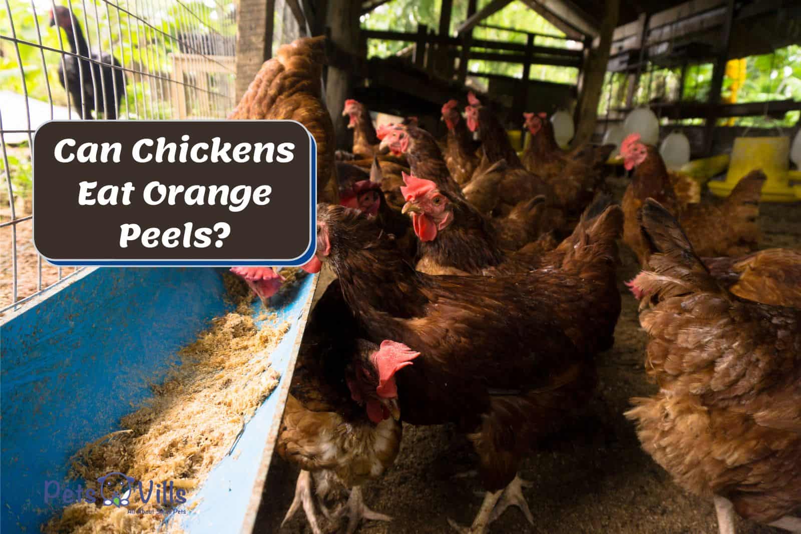 laying chickens inside a coop but Can Chickens Eat Orange Peels?