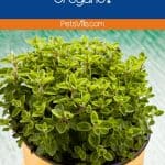 oregano plant in a pot