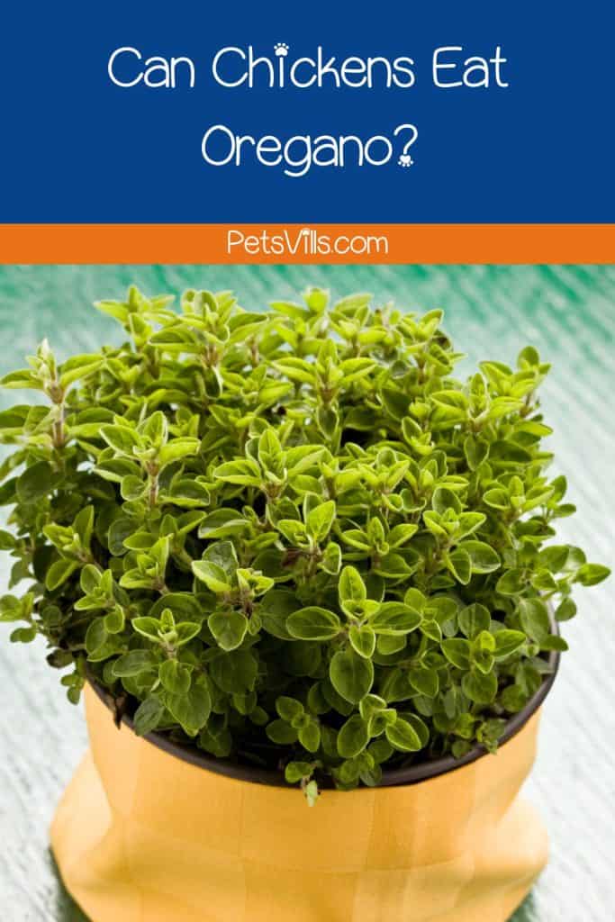 oregano plant in a pot