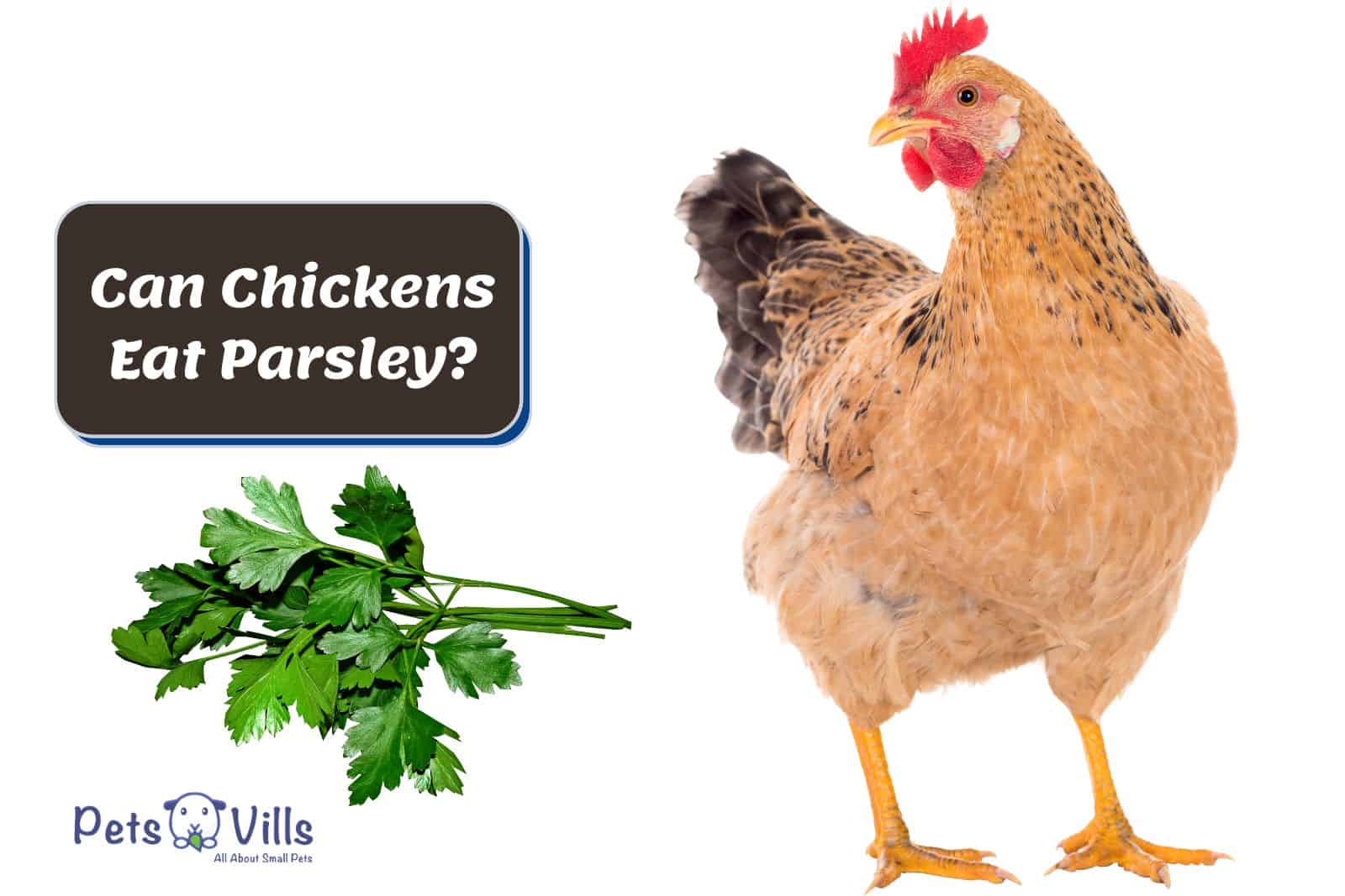 parsley and a hen but Can Chickens Eat Parsley?