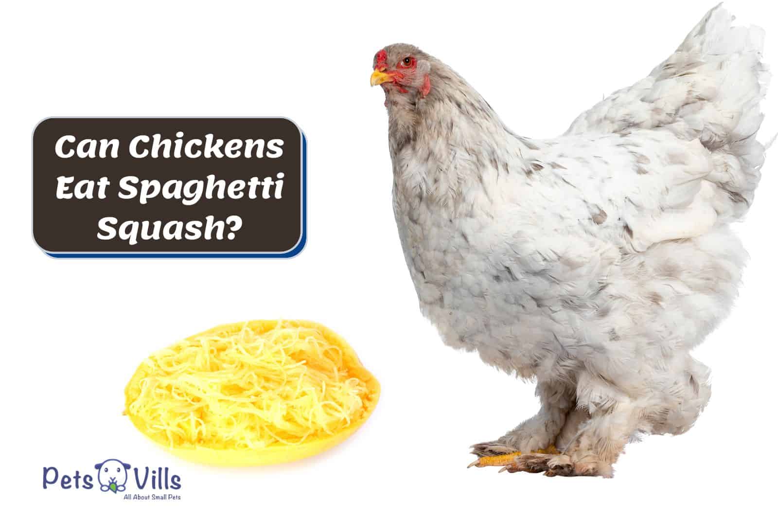 white hen beside a half slice of spaghetti squash but Can Chickens Eat Spaghetti Squash?