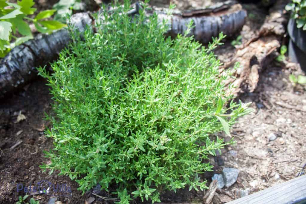 thyme planted in the garden