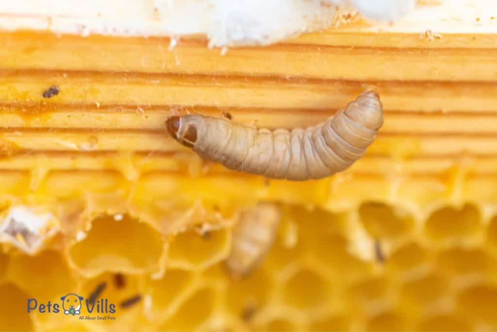 waxworm crawling on the honey