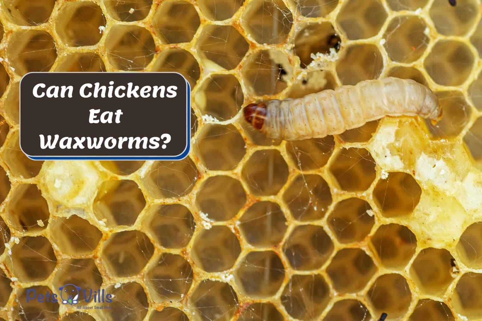 waxworm crawling on the honey comb butCan Chickens Eat Waxworms?