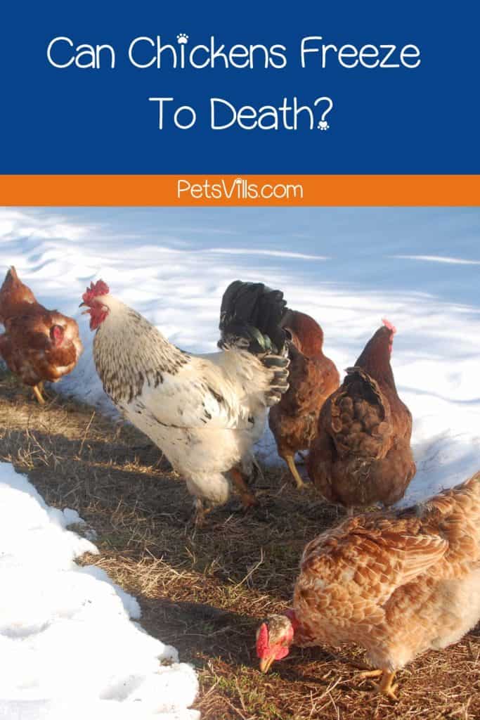 group of chickens walking on the dried grasses surrounded by snow