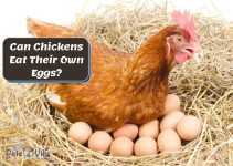 Can Chickens Really Eat Their Own Eggs? [Egg-Citing Facts]