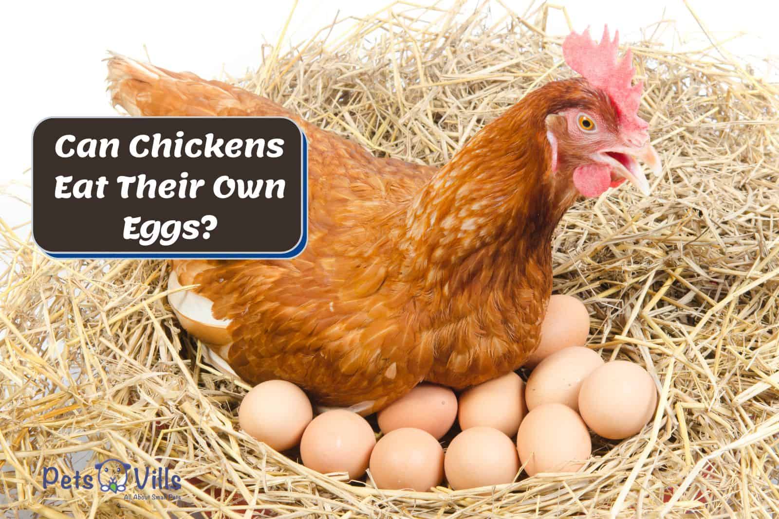 hen laying brown eggs but Can Chickens Eat Their Own Eggs?