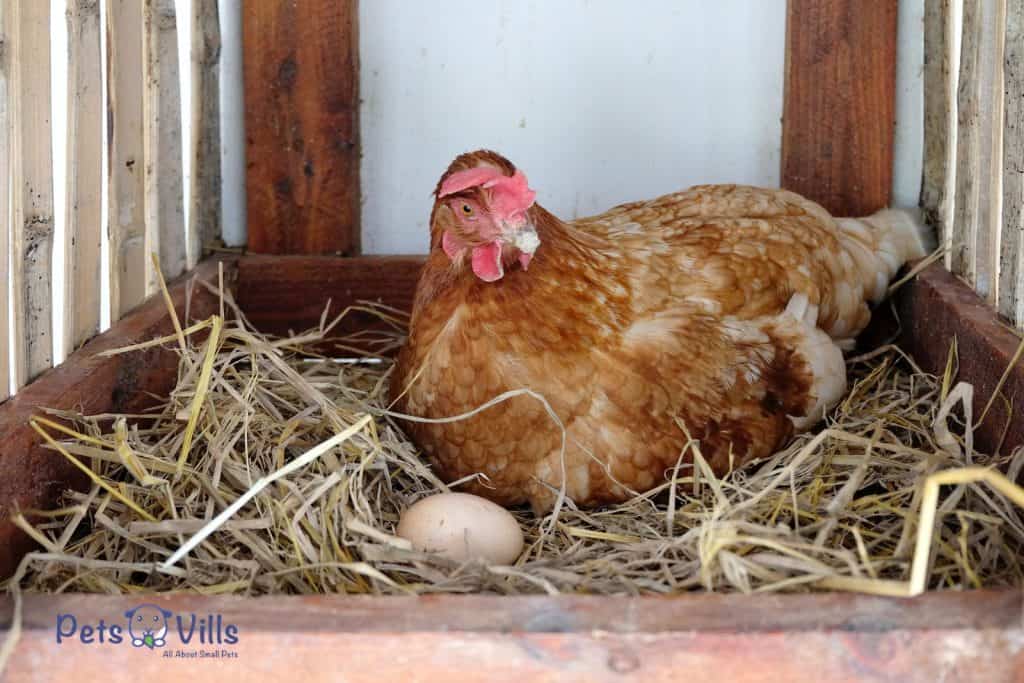 hen laying eggs inside a nest box