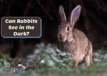Can Rabbits See in the Dark? The Surprising Truth!