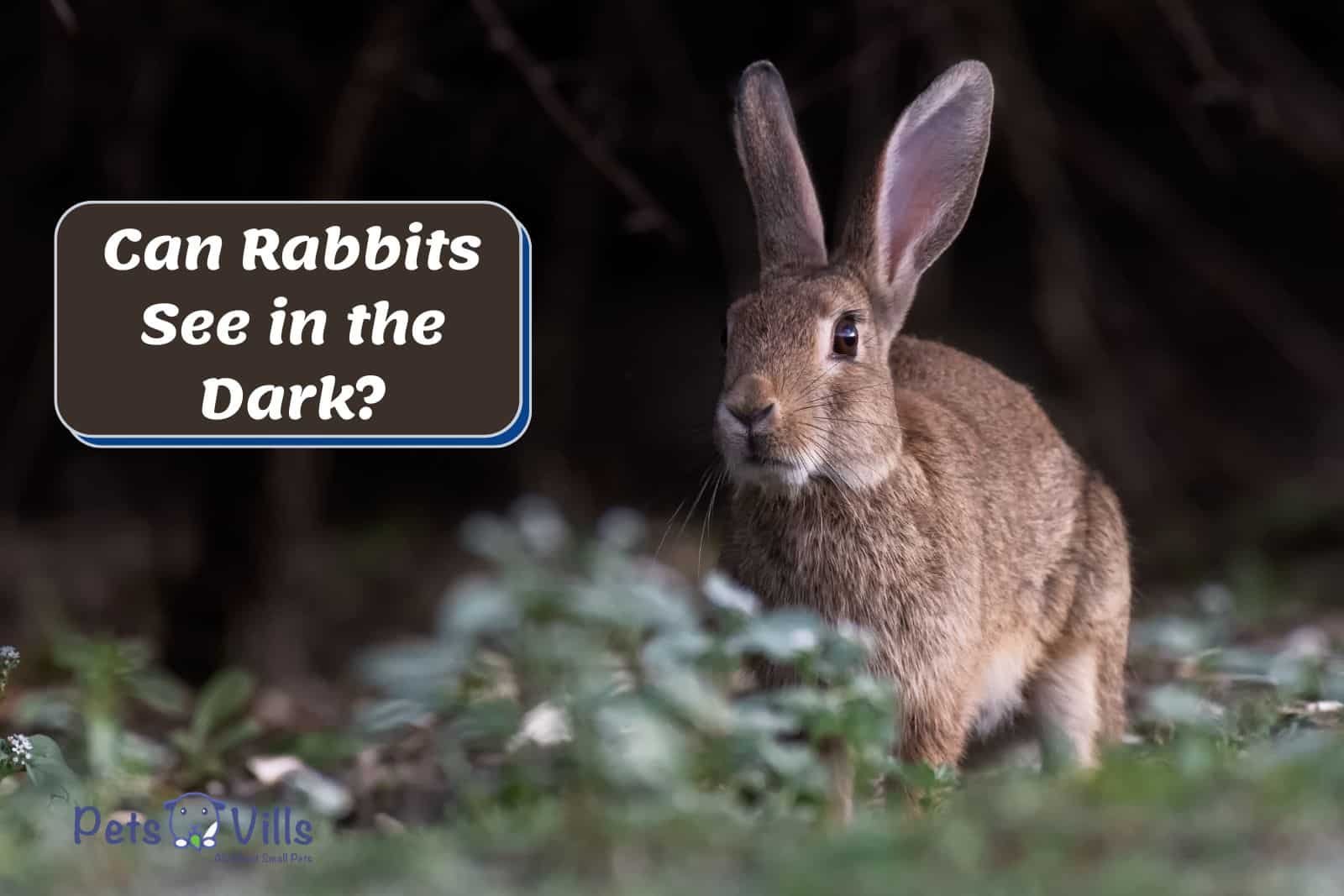 Rabbit roaming at night but Can Rabbits See in the Dark?