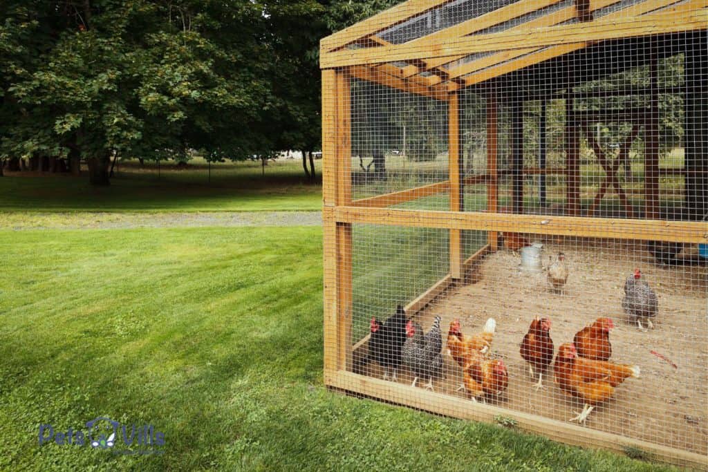 chickens inside a wooden coop