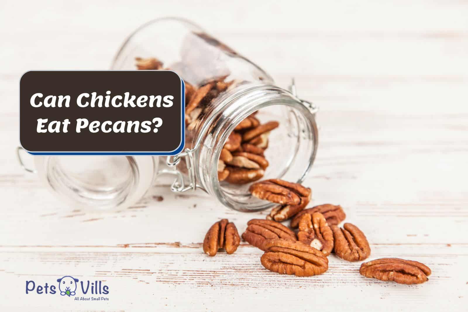 pecans from the mason jar but Can chickens eat pecans?