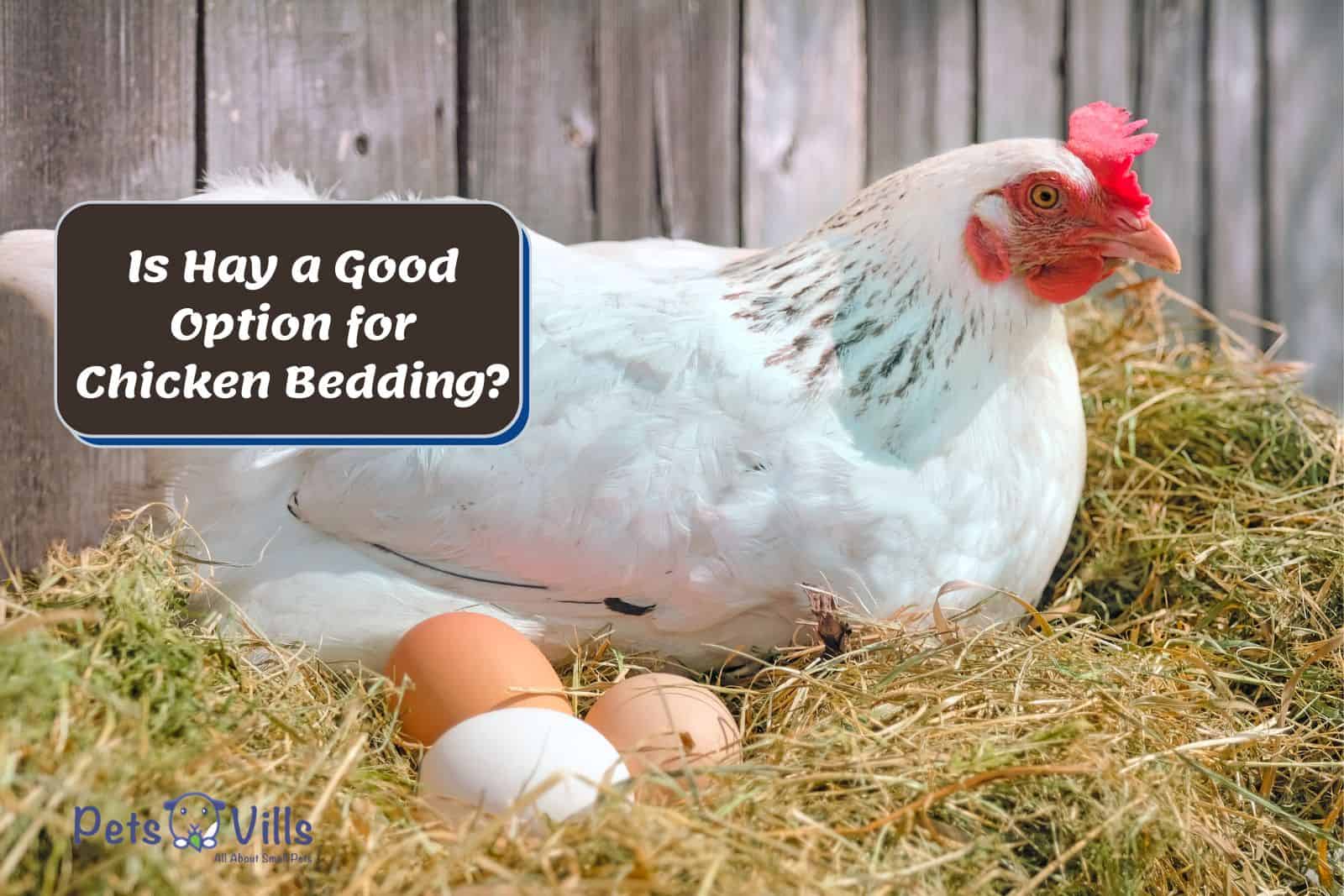 chicken laying eggs on hay but Can you use hay for chicken bedding?