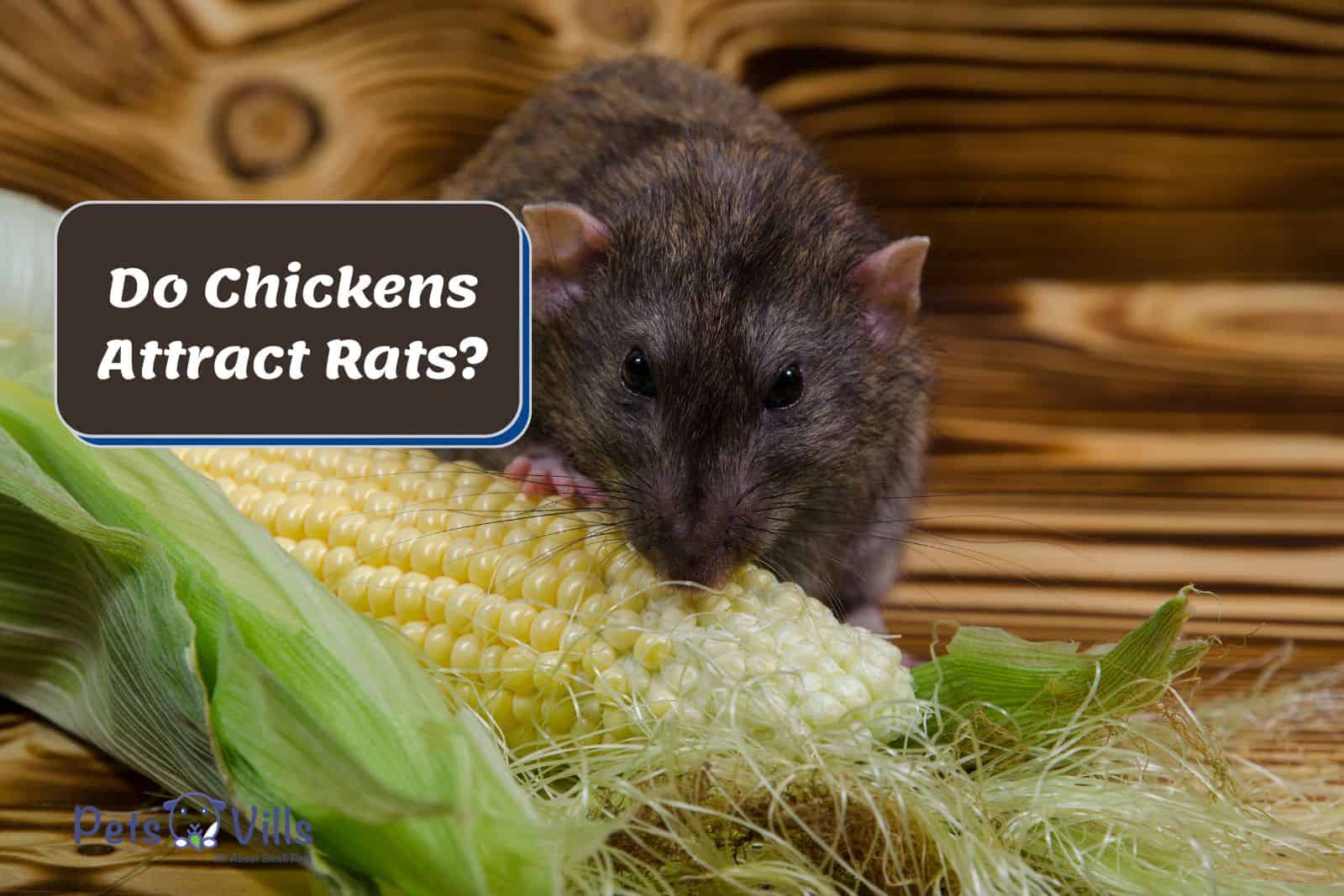 rat eating ripe corn but Do Chickens Attract Rats?