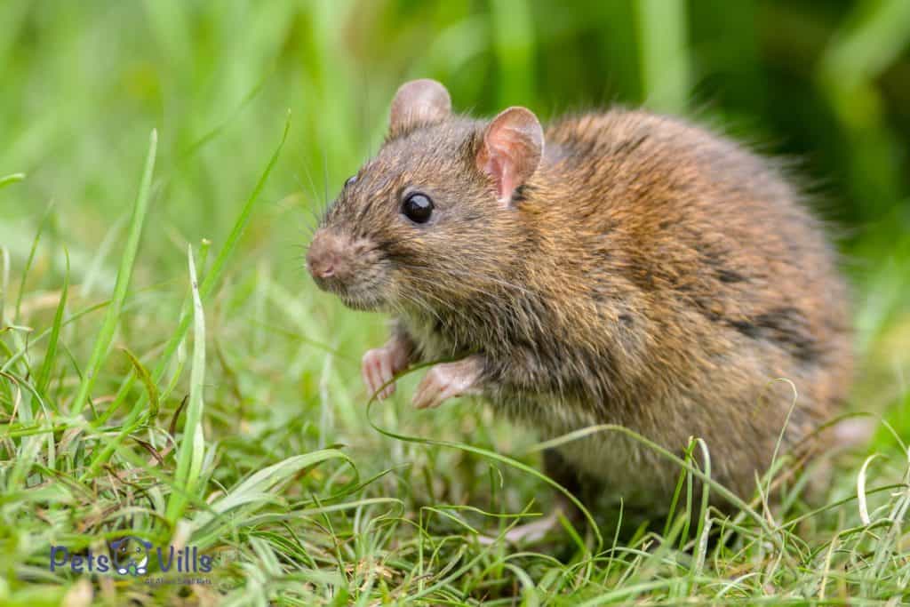 rat in the grasses