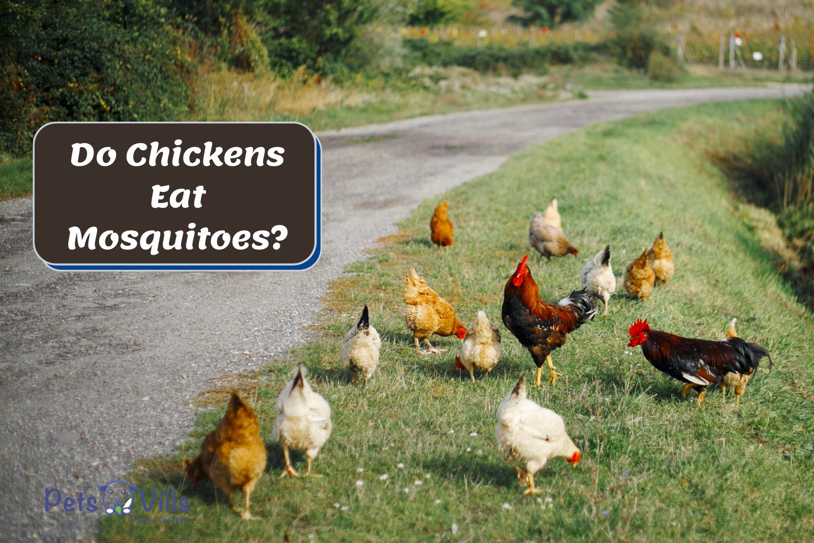 chickens pecking on the grasses but Do Chickens Eat Mosquitoes