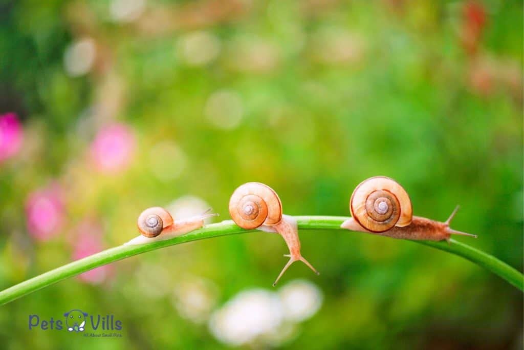 snails crawling on a stem