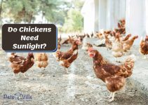 Do Chickens Need Sunlight? [Importance for Health & Eggs]