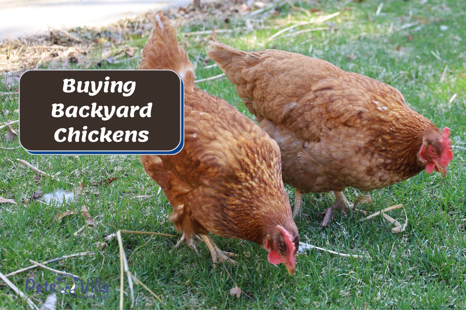Backyard Chickens pecking on the grass (Guide to Buying Backyard Chickens)