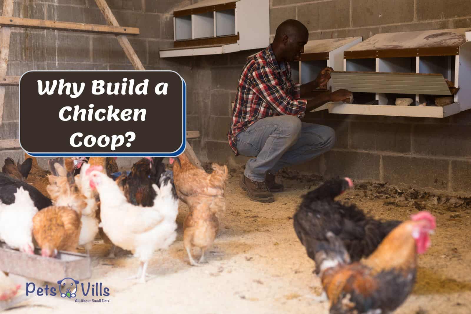 man building a chicken house but Why Build A Chicken Coop?