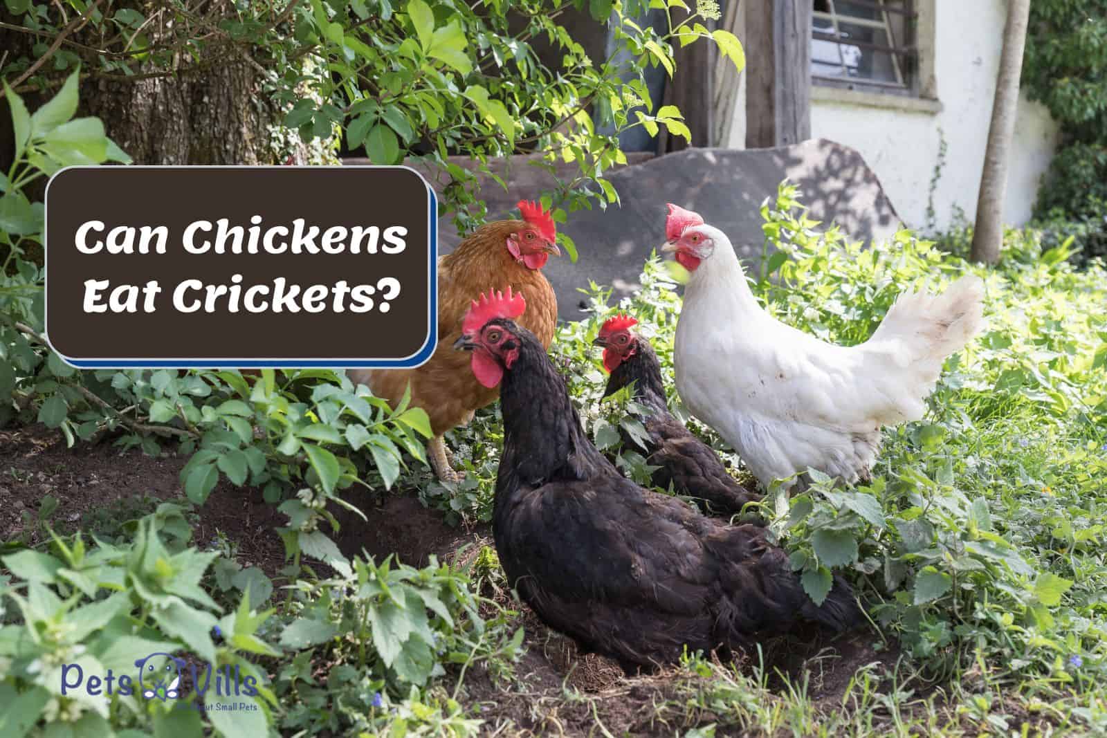 chickens in the garden with plenty of herbs but can chickens eat crickets there?