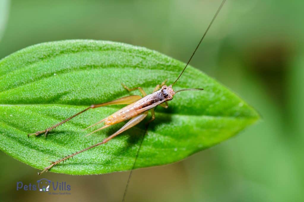 cricket on top of a green leaf
