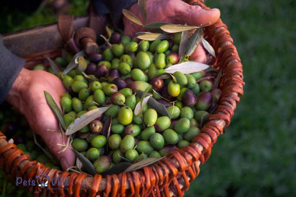 olives in the basket