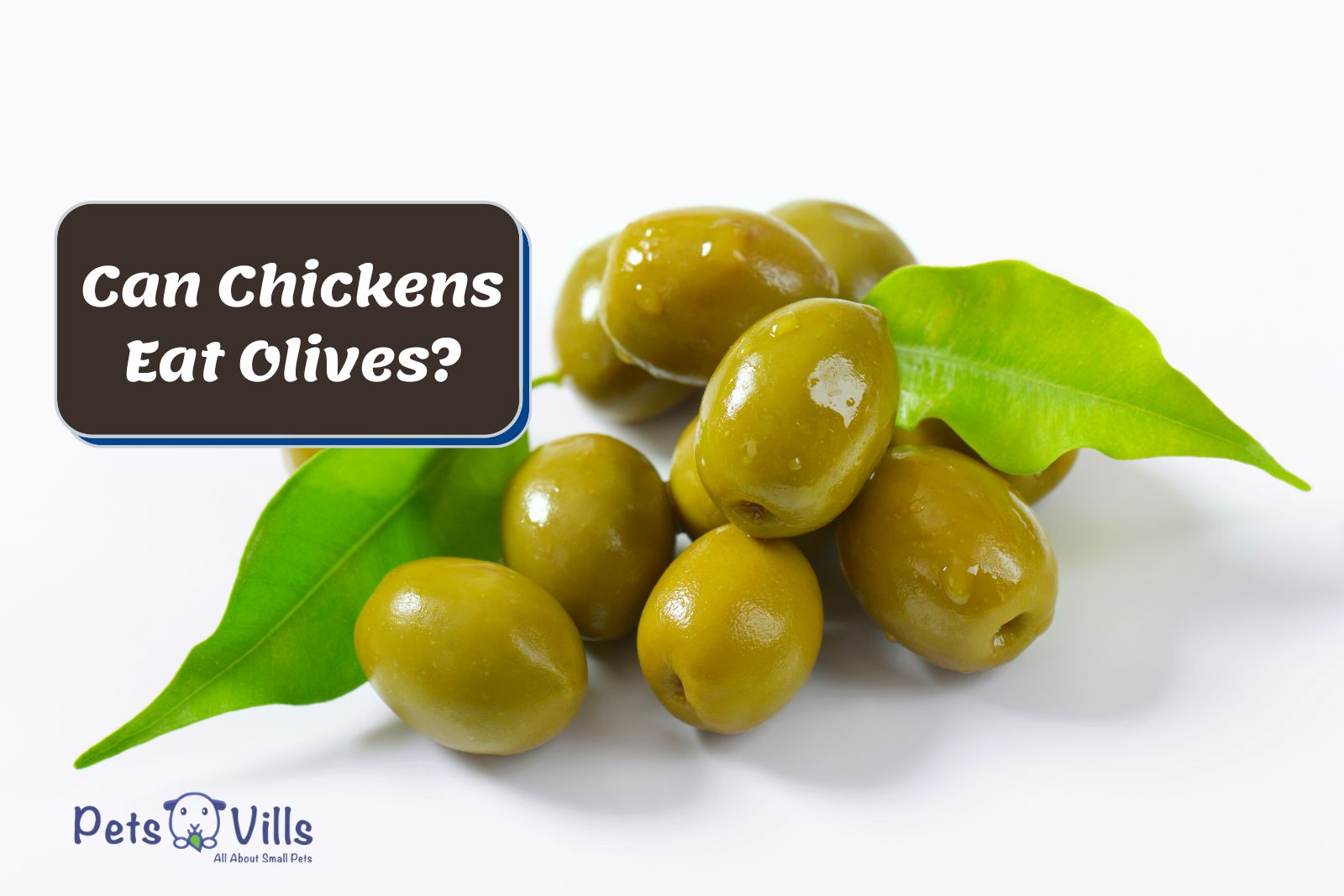 fresh olives beside "can chickens eat olives" text