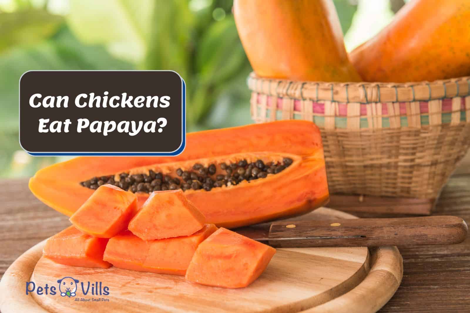 slices of fresh papaya but can chickens eat papaya?
