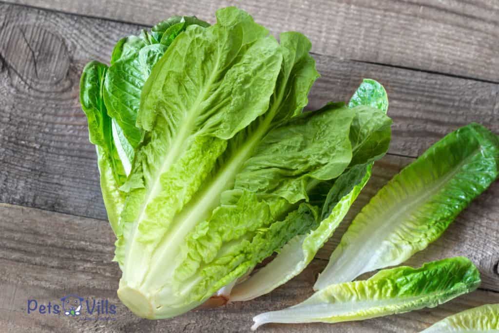 whole romaine lettuce on a wooden tbale