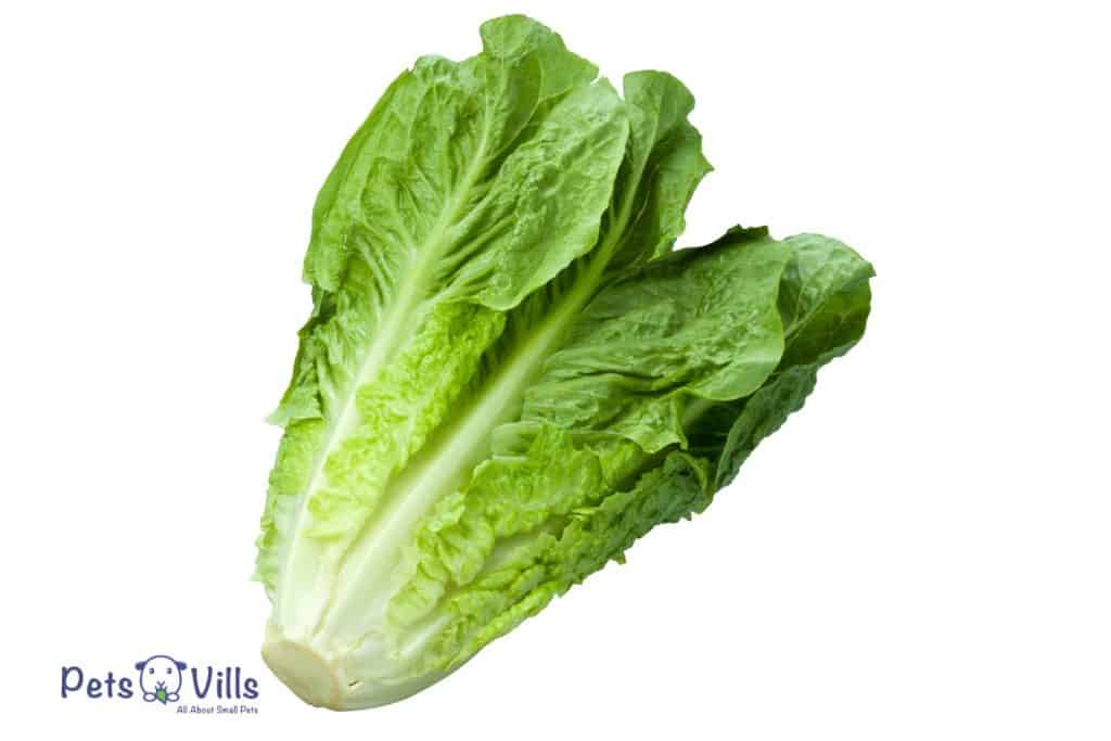 whole romaine lettuce