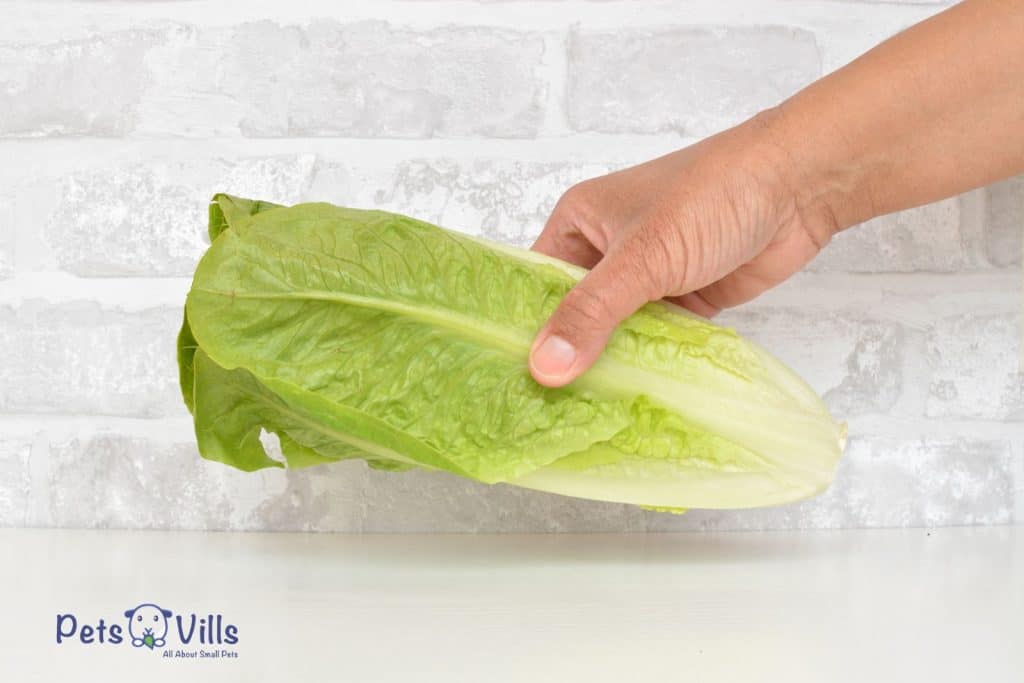 a hand holding romaine lettuce