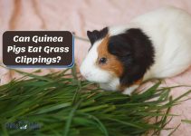 Can Your Guinea Pig Munch on Grass Clippings? Truth Revealed