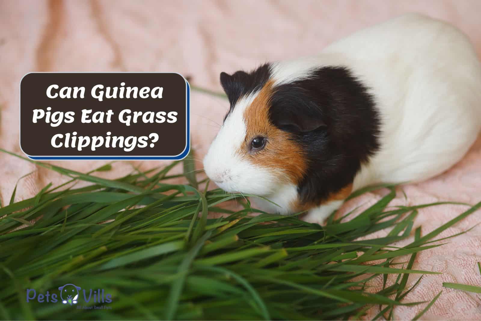 guinea pigs smelling grass clippings but can guinea pigs eat grass clippings safely?