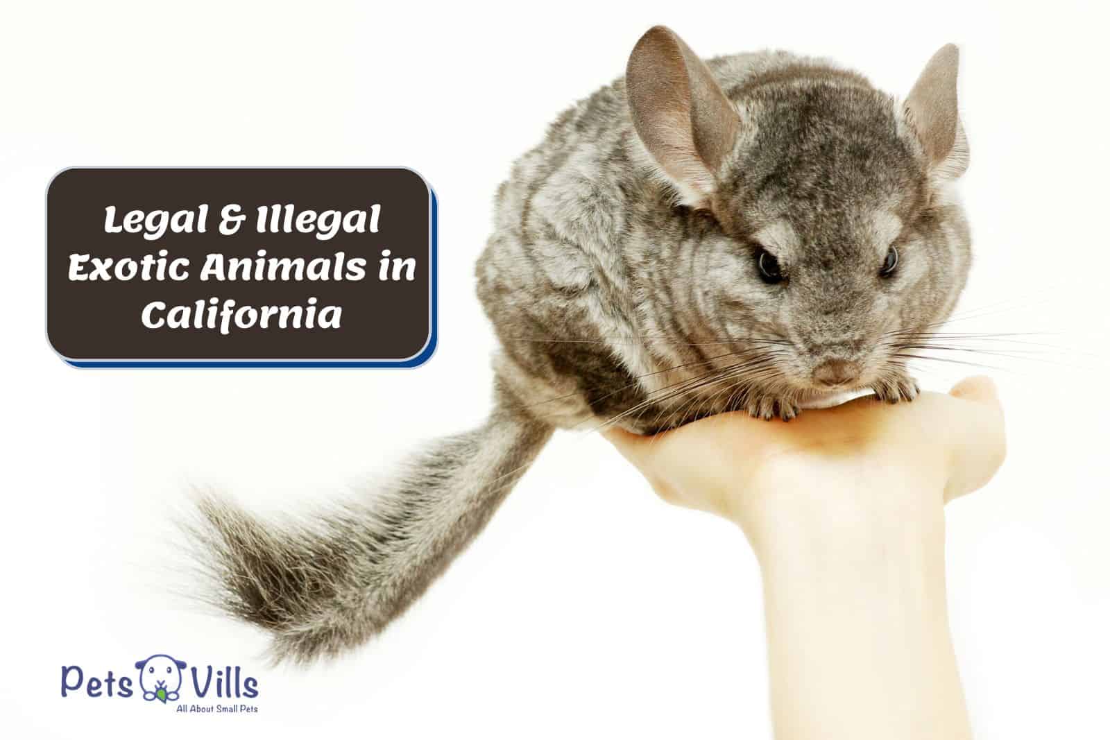 hand holding a chinchilla beside the text 