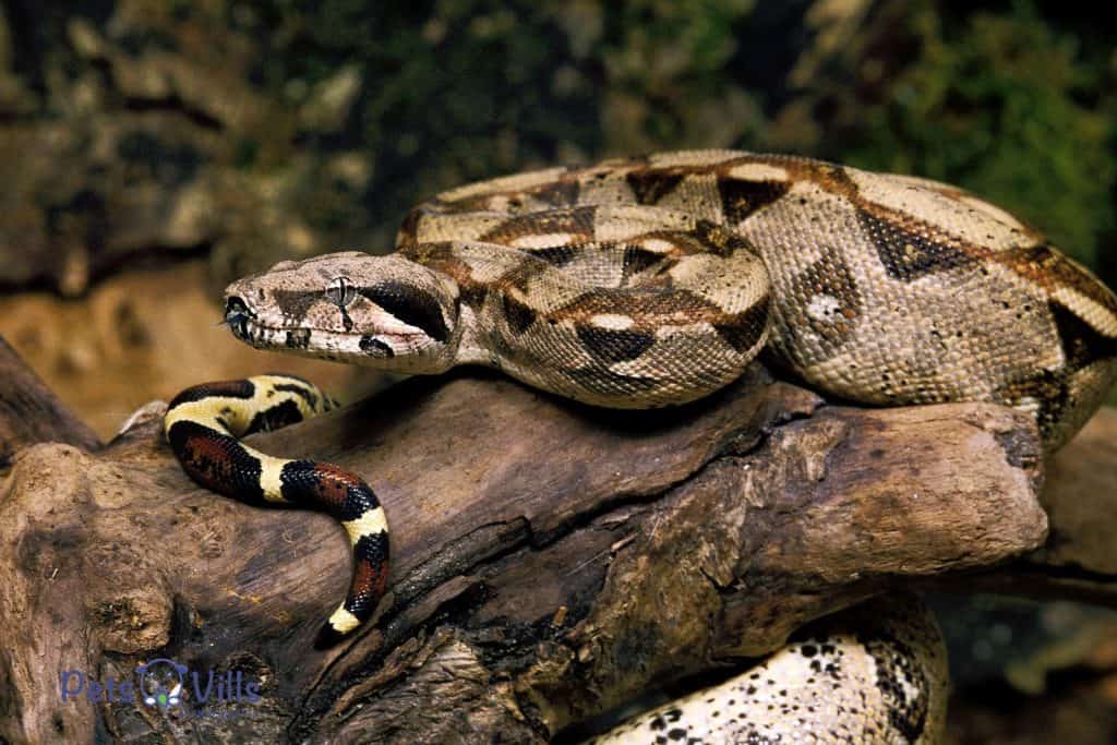 Large Constrictor Snakes