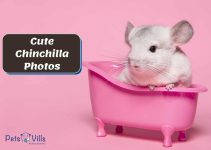 Cute Chinchillas: Discover These Little Companions [Photos]