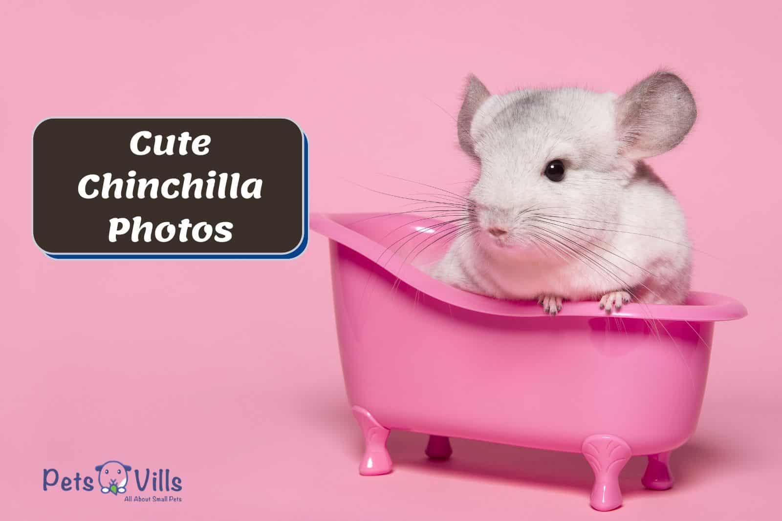 photo of a cute chinchilla in a pink tub