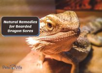 5 Easy Natural Remedies for Bearded Dragon Sores to Try!