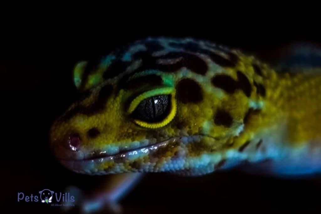 Jasmine Whitehouse Leopard Gecko 3