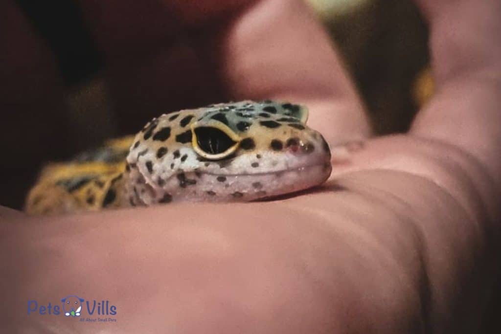 Jasmine Whitehouse Leopard Gecko 2