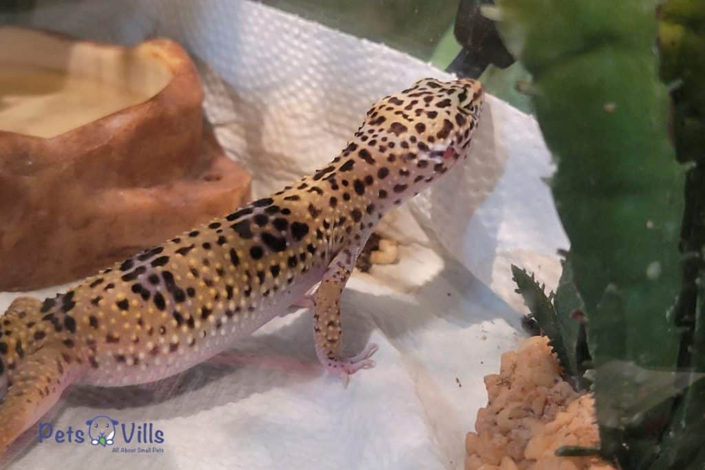 Dominyc Taylor-Pollitt Leopard Gecko